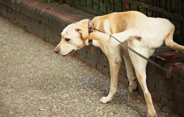 秋田犬在家里随地大小便要怎么训练怎么培养狗狗定点便盆