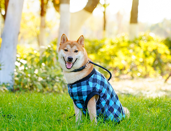 马犬到处大小便