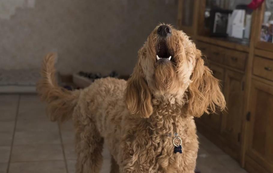 可卡犬在家里到处大小便