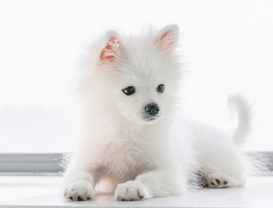 边境牧羊犬咬人