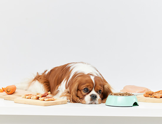 比熊犬易受惊乱叫