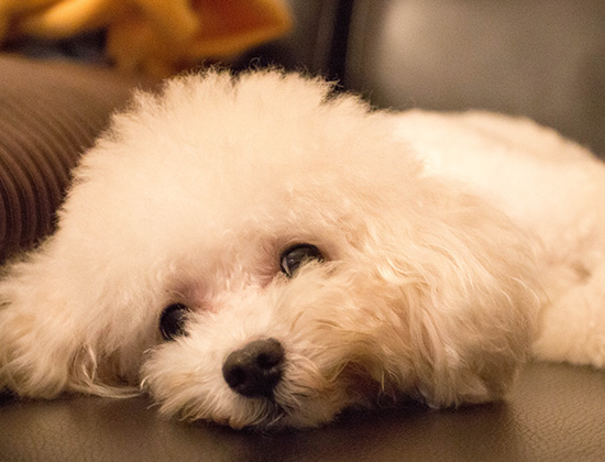 比熊犬爱咬