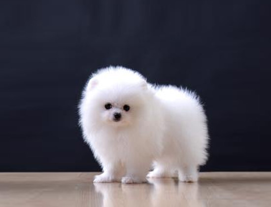 茶杯犬扑人咬人