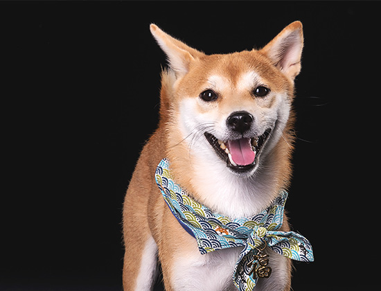 查理王犬乱咬东西