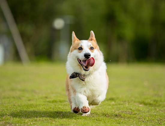 比特犬凭空乱叫