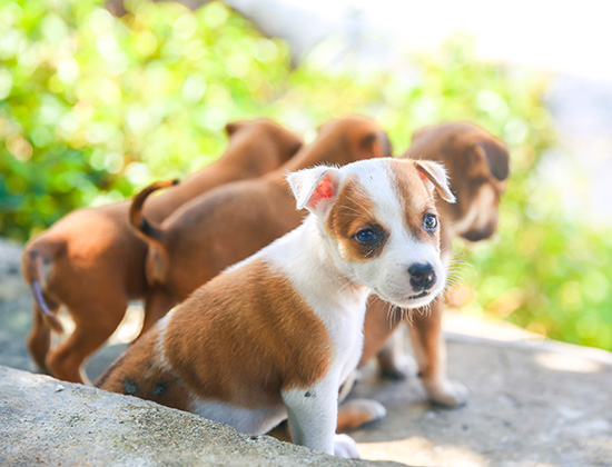 蝴蝶犬扑人