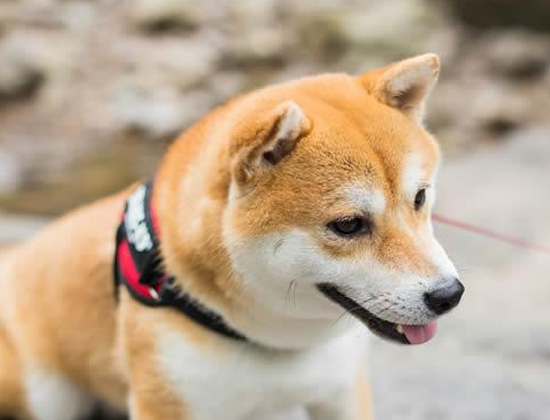 阿拉斯加犬爱咬东西