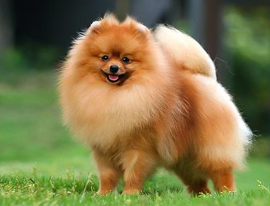 比熊犬乱拉乱尿