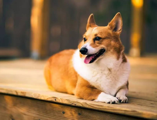 斗牛犬扑人狂吠