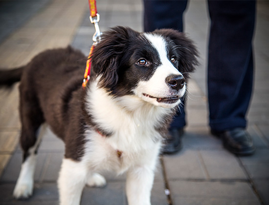 马犬突然乱叫