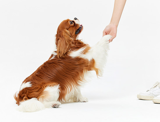 狼青犬到处大小便