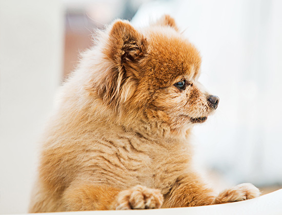 秋田犬乱咬东西