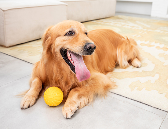 斗牛犬在家里随地大小便
