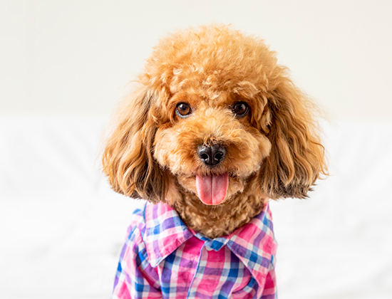 秋田犬喜欢扑人爱扑人