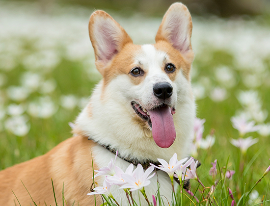 斗牛犬在家乱撒尿拉屎