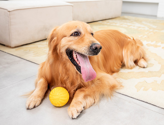 斗牛犬在家随地大便小便