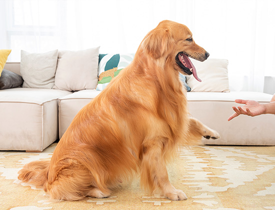 斗牛犬易乱跳乱叫