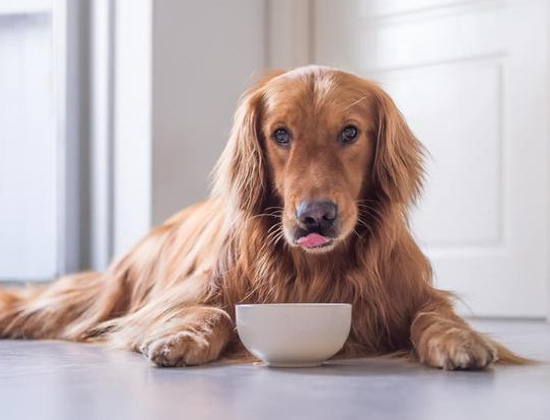 可卡犬爱咬